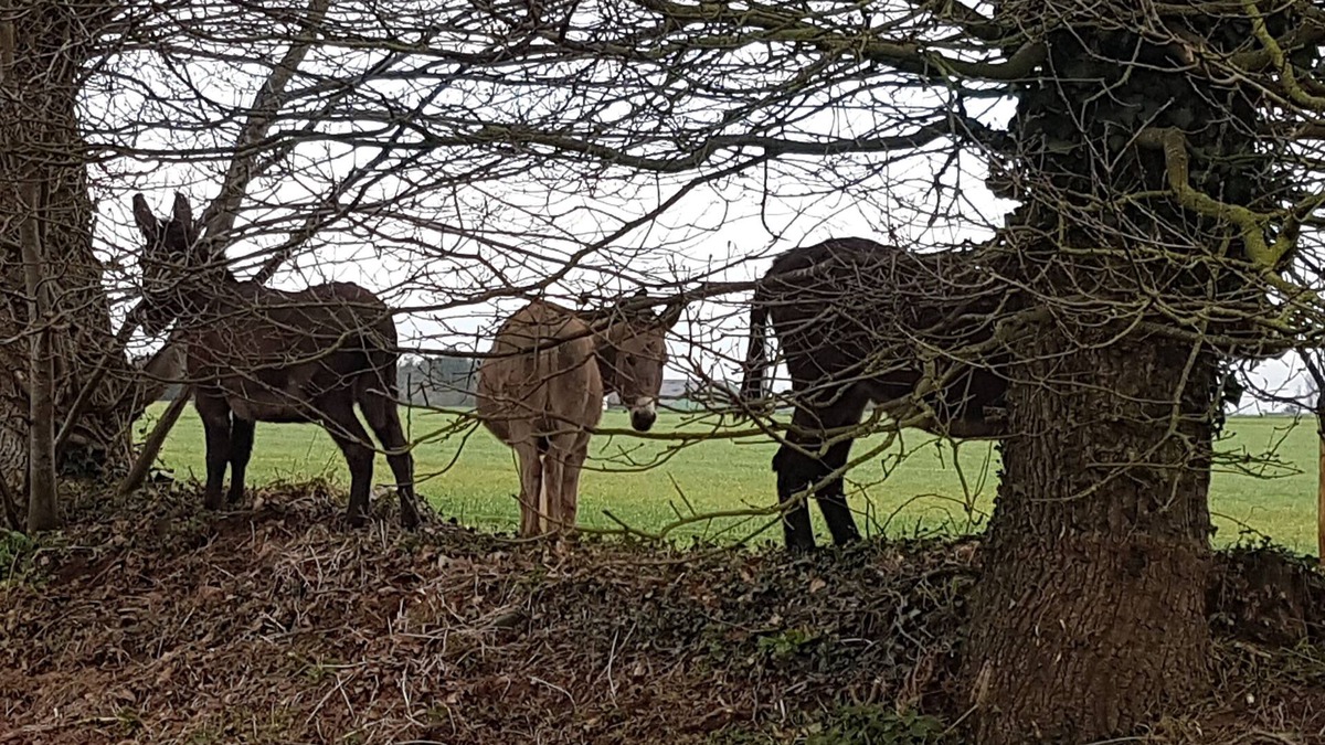 Brehan House | Ty Bihânes welcomes you to a peaceful setting in the heart of the countryside, surrounded by donkeys.