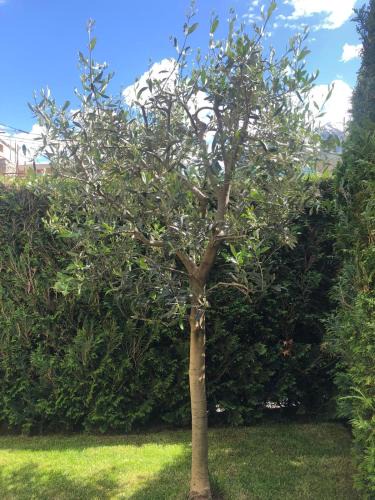 Villair-Amerique Apartment | Ulivo Apartment VDA QUART 0035