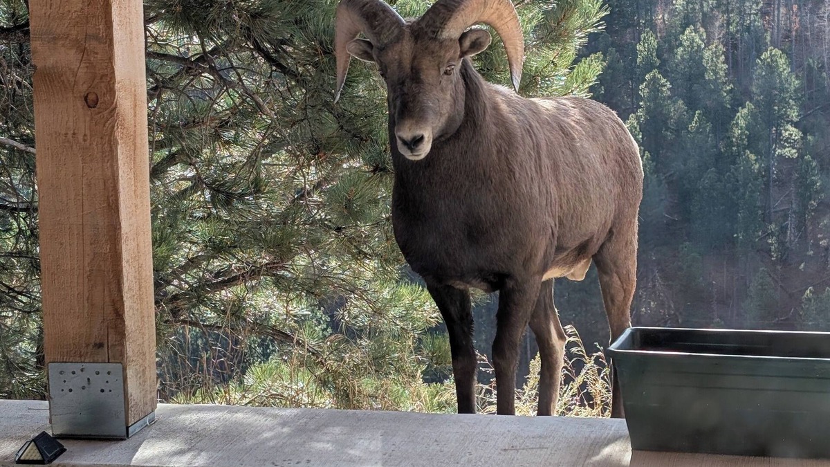Deadwood House | 4-bedroom house next to Black Hills National Forest with Hot tub, great views!