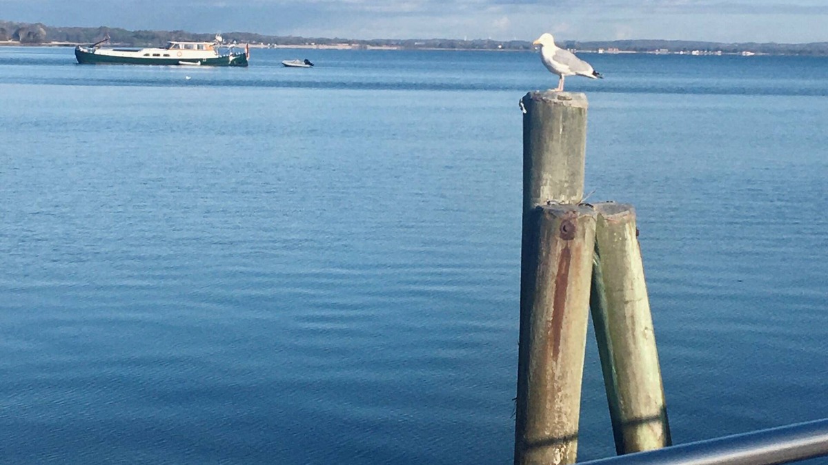 Westerholz Apartment | Vacation apartment by the Baltic Sea - Flensburg Fjord with dog, 450 meters to the beach