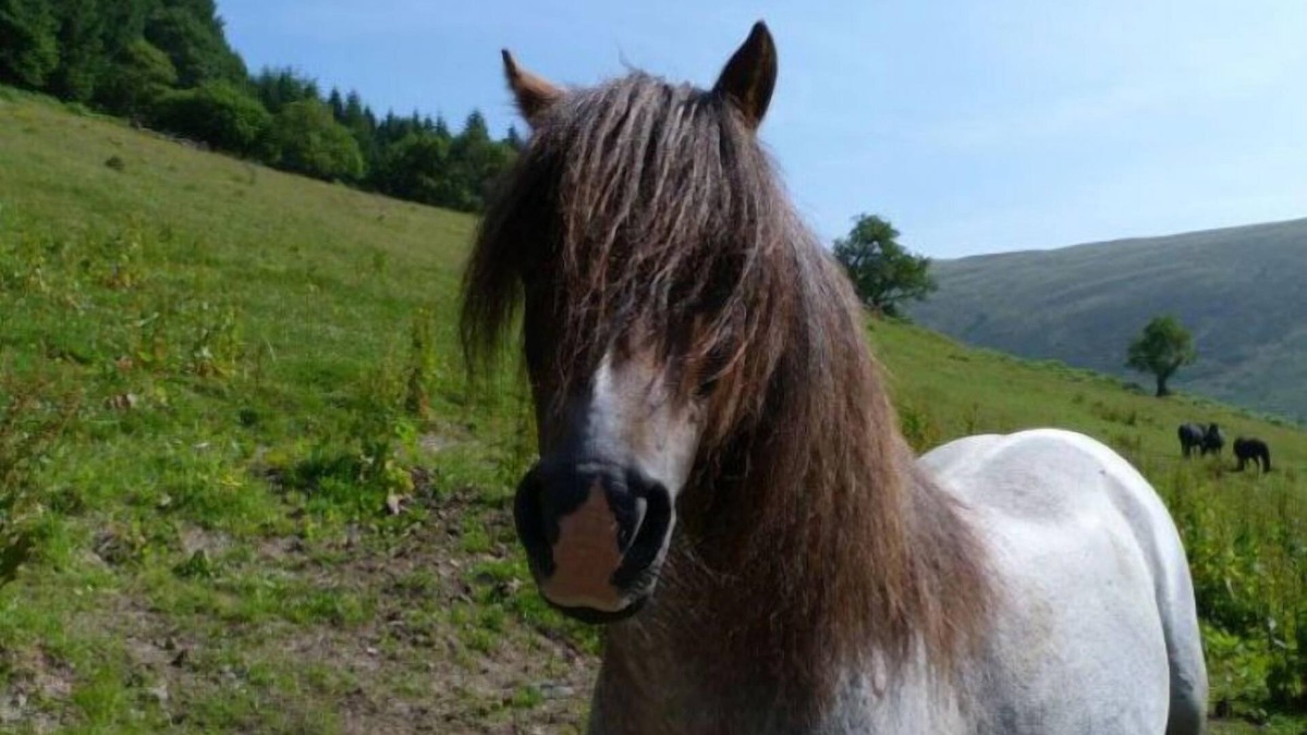 Llanwrtyd Wells House | Vacation home Llety y Coed in Llandovery - 10 persons, 5 bedrooms