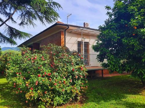 Ripa-Pozzi-Ponterosso House | Versillia Olive Residence