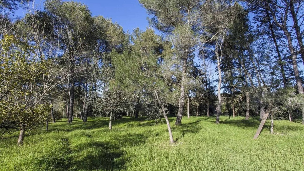 Manduria Cottage | Villa Cardinale in Salento with pinewood and swimming pool. Puglia.
