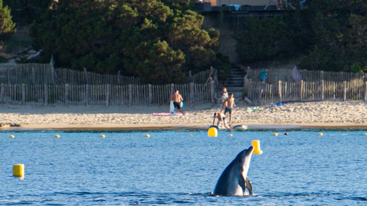 Belvedere-Campomoro Villa | Villa Gardelina