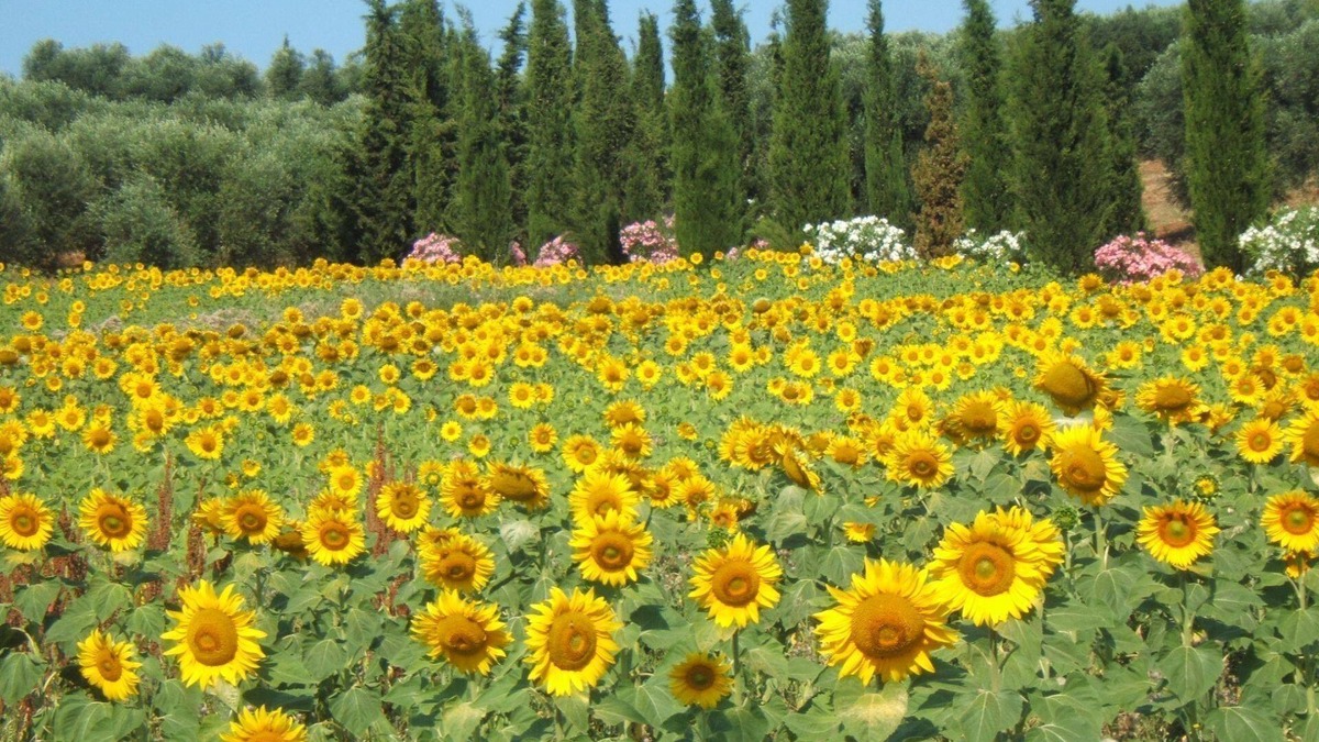 Follonica Apartment | Villa Giulia Follonica - Holiday home in the country on the Tuscan coastline