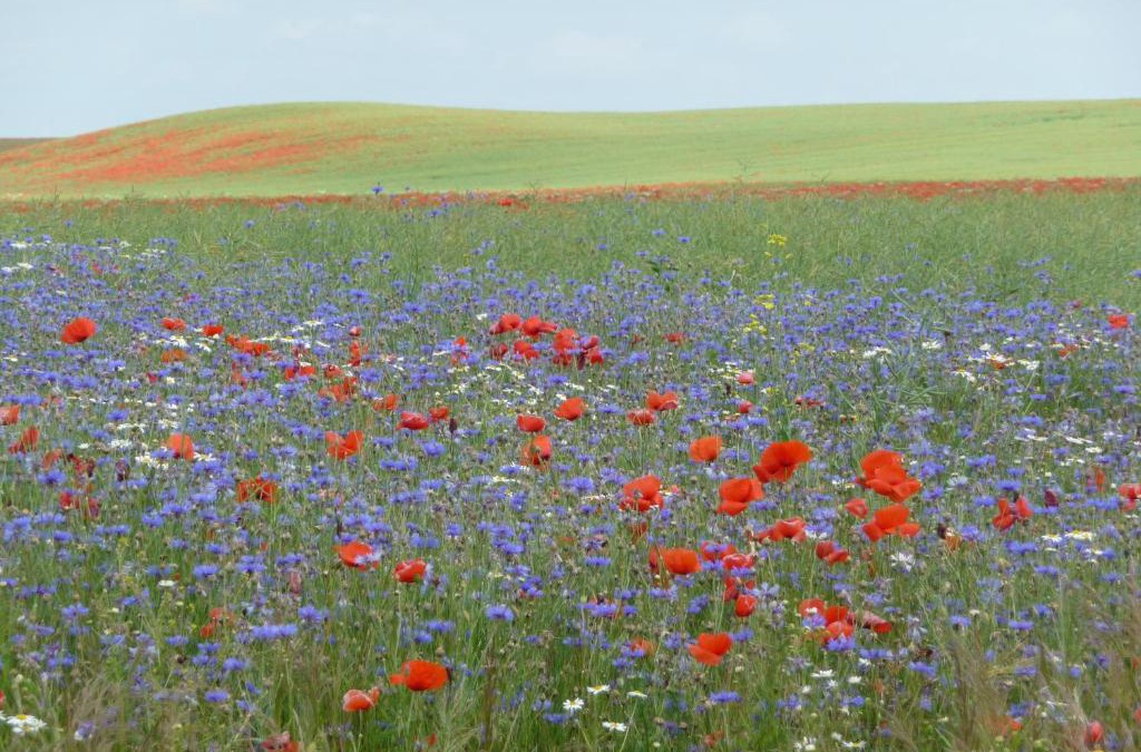 Strehlow House | Villa Lea Lee