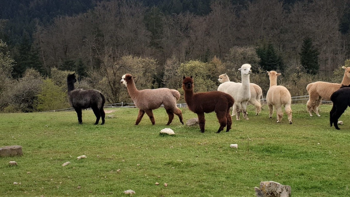 Fornsbach Apartment | Vrbo Property