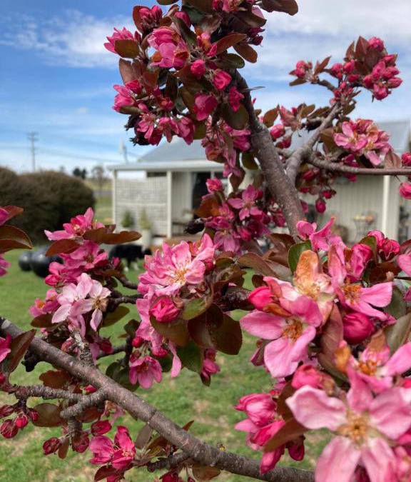 Ross House | White Croft Cottage