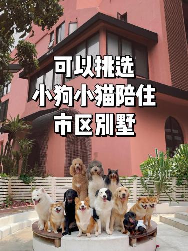 Nanshan House | Woah Puppy Home Guesthouse Woah小狗之家民宿