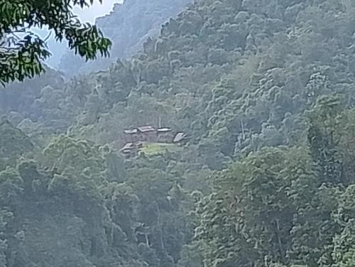 Bukit Lawang House | WOOD CABIN LODGE IN THE FOREST book here treking with us