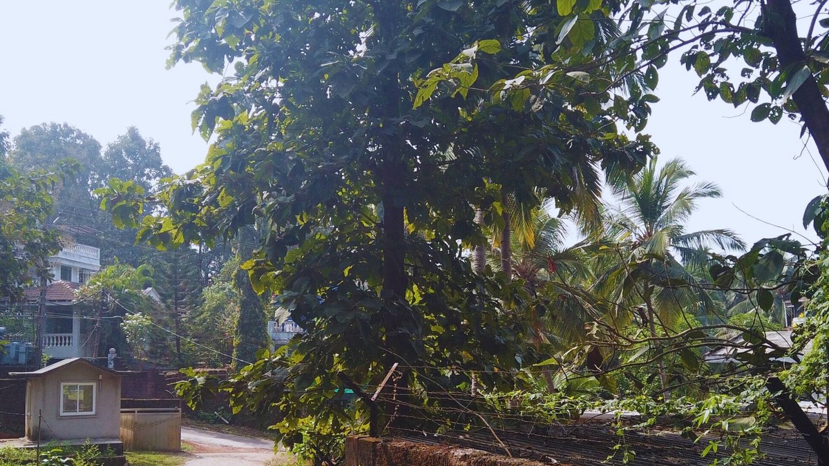 Bogmolo Apartment | Yago's Hideout - Tranquil Apartment near Bogmalo, Goa