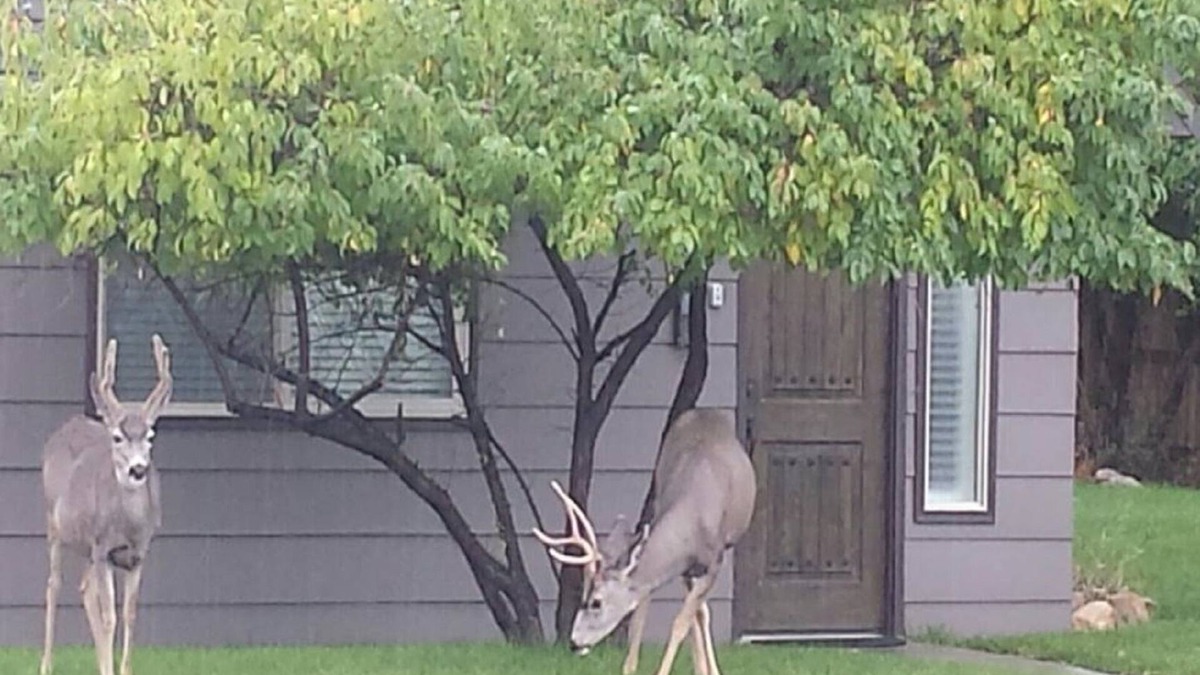 Cody House | YELLOWSTONE HOUSE OF THE 3 BEARS, 2 Blocks to Downtown, Book Same Day 4bd/2bth