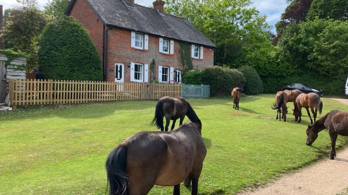 New Forest District Cottage | Yew Tree Cottage in the Heart of the New Forest