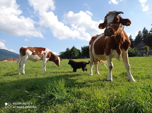 gmina Dobra Apartment | ZALASEK Gospodarstwo Agroturystyczne z Alpakami