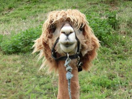 Liebenfels Ski Chalet | Zirben Troadkasten