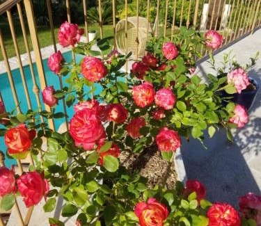 Le Collet Bed & Breakfast | Ô Tilia d'Azur
