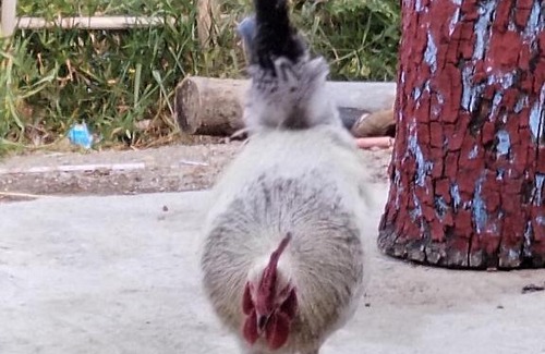 Zoumi House | يسوال