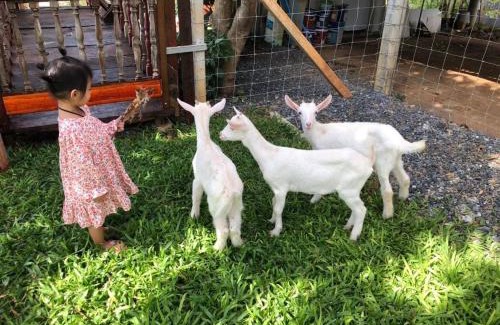 Khlong Muang House | กระบองแพะ