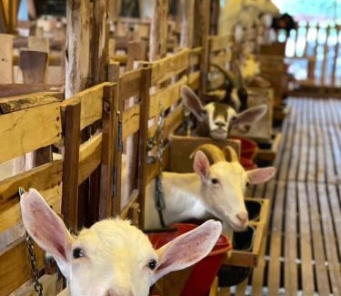 Khlong Muang House | กระบองแพะ