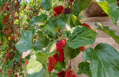 Khun Tan House | ต้นพร้าวรีสอร์ท Ton prao Resort