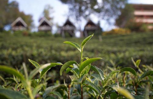 Mae Suai Resort | เลาลีฮิลล์รีสอร์ท Laulee hill resort