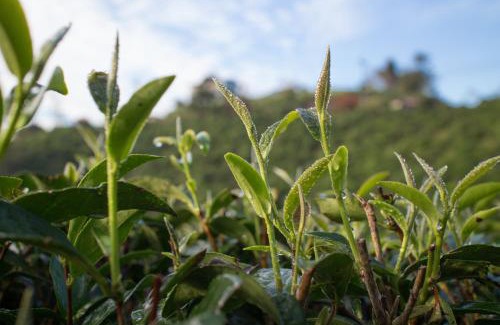 Mae Suai Resort | เลาลีฮิลล์รีสอร์ท Laulee hill resort