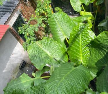 Cat Hai Apartment | Ốc Garden Homestay Cát Bà