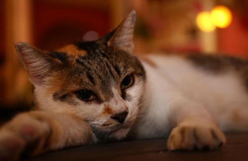 Lyudao Bed & Breakfast | 幸福月光民宿 Evening Sun