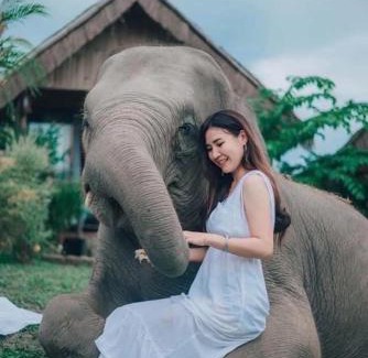 Mae Wang Resort | 3 Pok Maewang jinxiang Gold elephant park