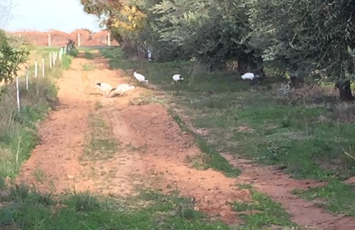 Nichols Point House | 3107 Estate