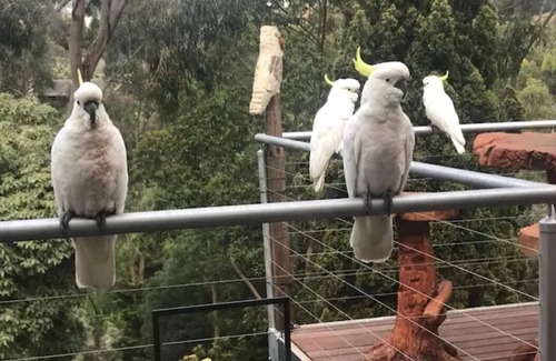 Donvale Villa | A tranquil break amidst lush greenery and birds