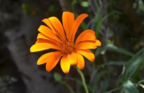 Villa Pehuenia Apartment | ABEDULES CABAÑAS PEHUENIA