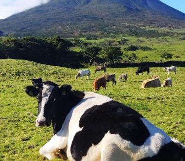 Lajes do Pico Ski Chalet | Adega do capitao