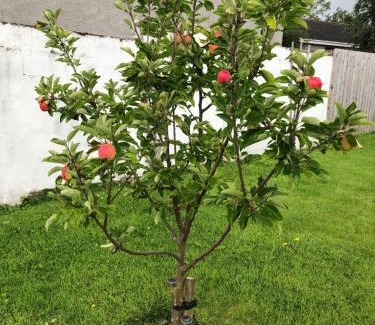 Greenisland House | Aga Cottage