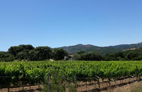 Sa Castanza House | Agriturismo Su Pirastru