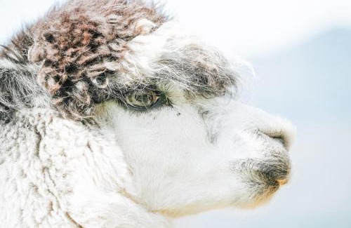 Upper Takaka Other | Alpacas Off Grid - House Truck