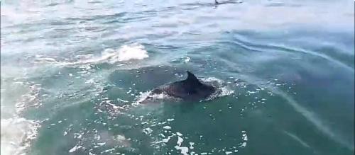 Japuiba Boat Rental | Alugo barco intermarine 440