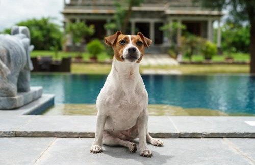 Ghanerao Villa | amã Stays & Trails Abhay Manor Kaali Toonk, Udaipur