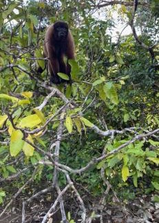 Saquena Hotel | Amazon eagle Explore