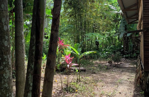 Puerto Maldonado Hotel | amazonian oropendola tambopata