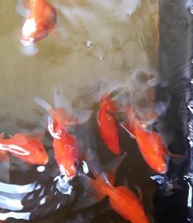 Dungun Ski Chalet | Anjung Nor Muslim Homestay