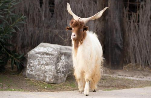 Los Angeles House | Apartamento Cortijo Rural Las Aves