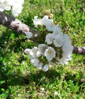 Gargantilla Apartment | Apartamentos Alejandra