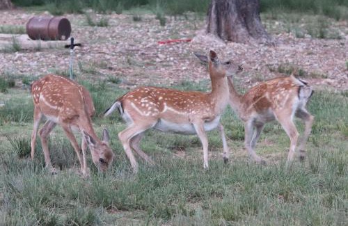 La Iruela Apartment | Apartamentos Rurales el Chaparral