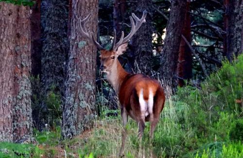 El Rasillo de Cameros Apartment | Apartamentos Turísticos Luar II