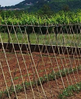 Labin Apartment | Apartman Biba