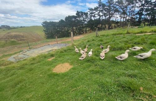 Awhitu Apartment | Apartment 4