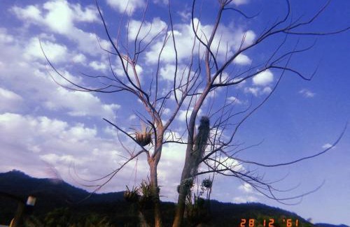 Mae Ai Resort | Areeya Phuree Resort Thaton