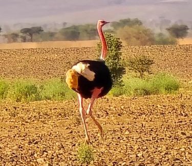 Amezrou House | Auberge chez hammadi