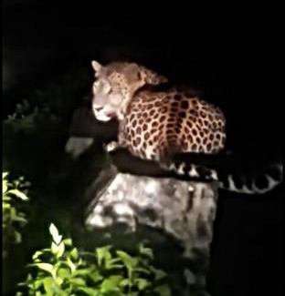 Sirala House | Awadh Niwas A Home in the Heart of the Forest